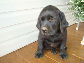 Puppies in PA